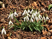 72 Festa di fiori sui sentieri al Monte Zucco - Galanthus nivalis (Bucanevi) 